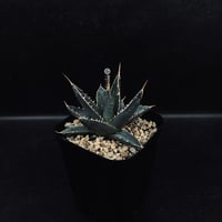 サンセベリア モモ 「Sansevieria Momo」 SA346 | EM Plants