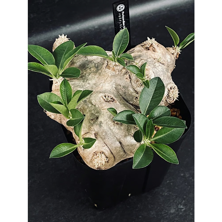 パキポディウム ブレビカウレ '恵比寿笑い' 現地球「Pachypodium