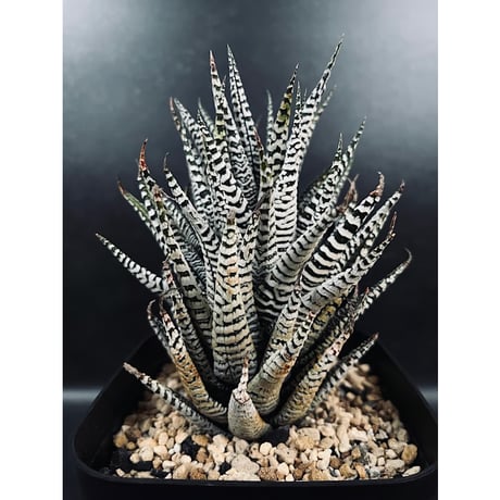 CATEGORY 硬葉 | EM Plants Online Store