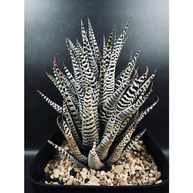 ハオルチア 霜降り 十二の巻 HA22 | EM Plants Online Store