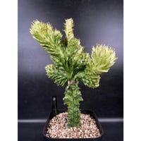 アデニア プセウドグロボーサ Adenia pseudoglobosa 現地球 アデニア プセウドグロボーサ 現地球 Adenia pseudoglobosa アデニア