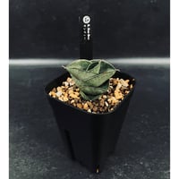 アデニウム.スワジクム fit=scale-down,w=1200