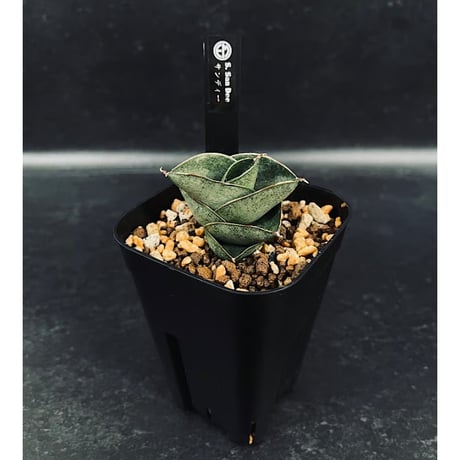 EMP サンセベリア MOMO モモ / SA347 CATEGORY サンセベリア | EM Plants Online Store