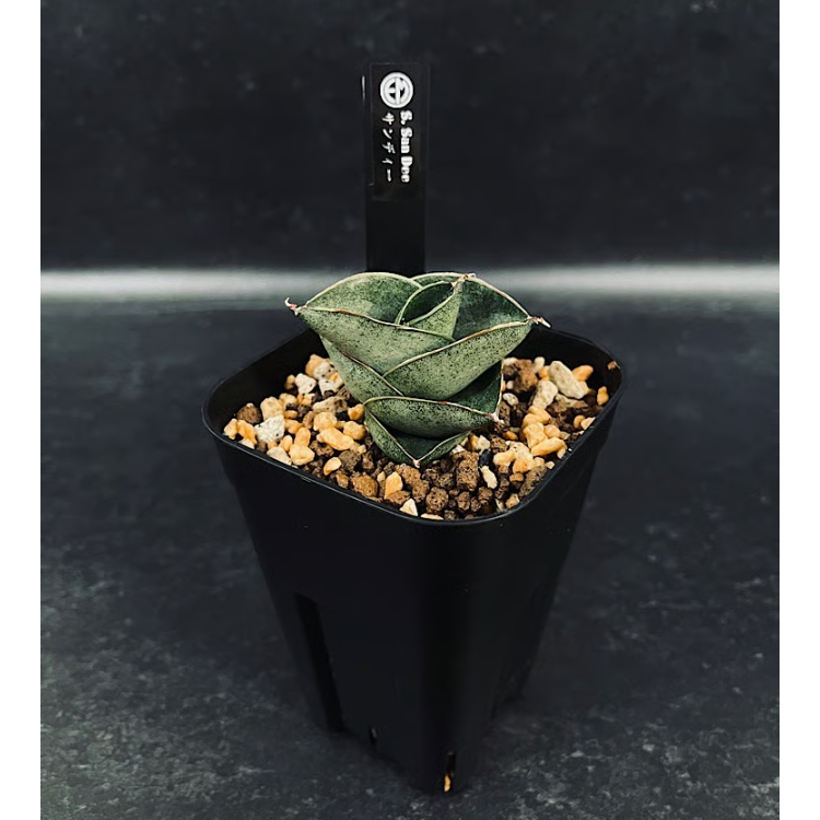 サンセベリア サン ディー 「Sansevieria San Dee」SA320 | EM P