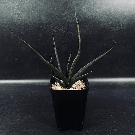 CATEGORY サンセベリア | EM Plants Online Store