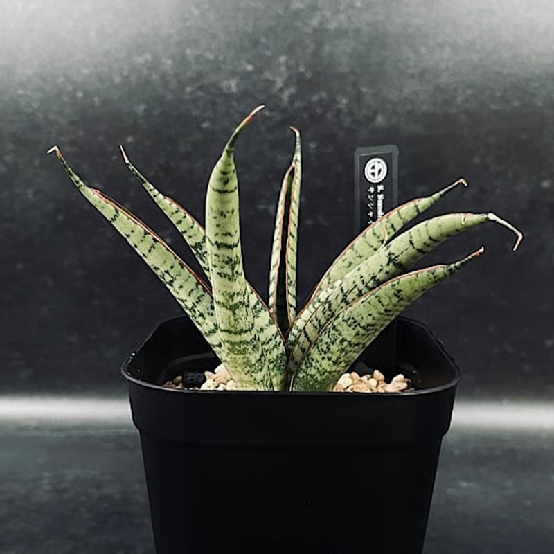 サンセベリア サンシャインエンジェル「Sansevieria Sunshine