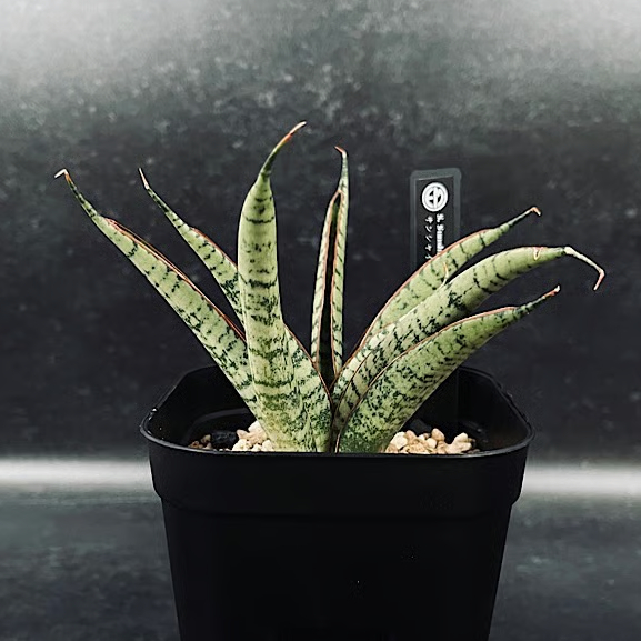 サンセベリア サンシャインエンジェル「Sansevieria Sunshine