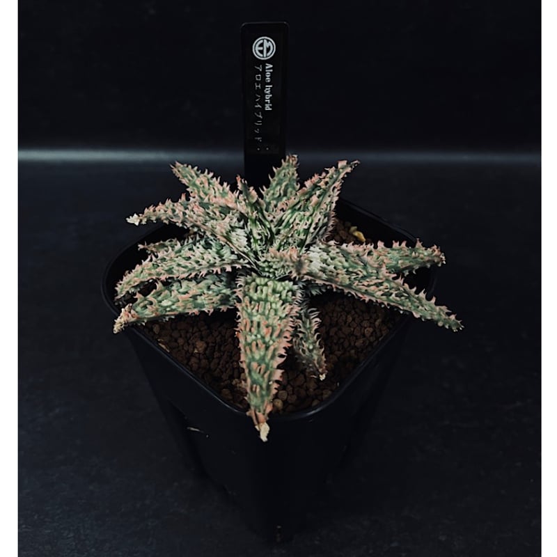 アロエ ハイブリッド 「Aloe Thai hybrid 」AL62-1 | EM Plant