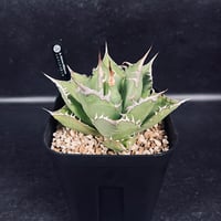 アデニア プセウド グロボーサ L「Adenia pseudo globosa」CX115-4