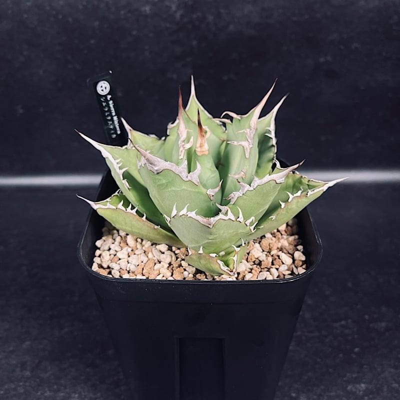 Style_of_chikaraアガベ　チタノタ　シエラミクティカ　送料込 アガベ チタノタ シエラミクティカ no.2 | mana's farm:塊根植物