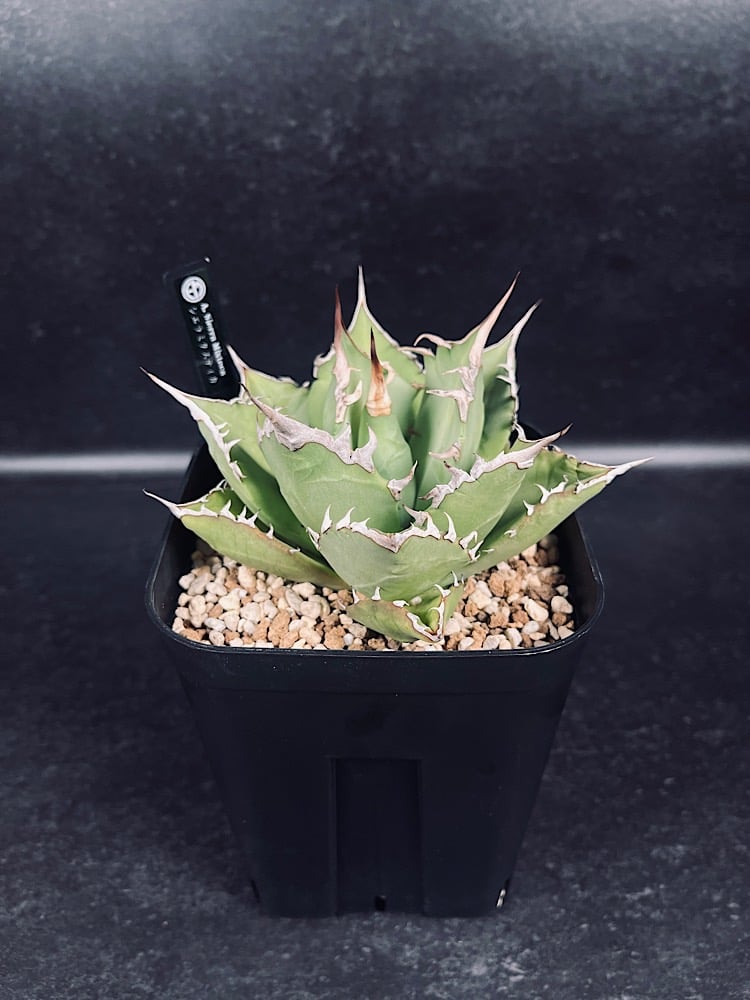 アガベ チタノタ シエラミクスティカ 「Agave FO-076 Sierra