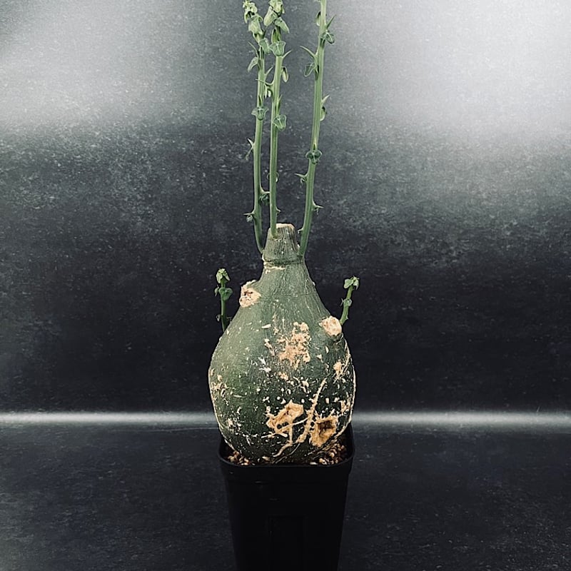 アデニア　プセウド　グロボーサ　発根未確認　現地球 アデニア プセウド グロボーサ 発根未確認 現地球 アデニア