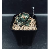 EMP サンセベリア サンシャイン エンジェル / 完成品 SA365 サンセベリア サンシャインエンジェル「Sansevieria Sunshine