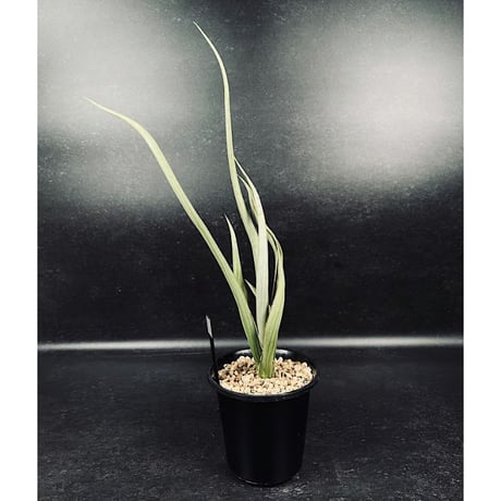サンセベリア シルバー スパイラル　「Sansevieria Silver Spiral」　C134
