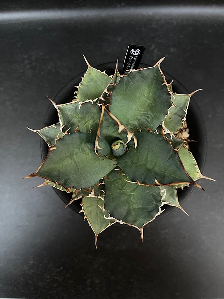 アガベ チタノタ 覇王竜 大株「Agave titanota 'Haouryu'」AG24-2
