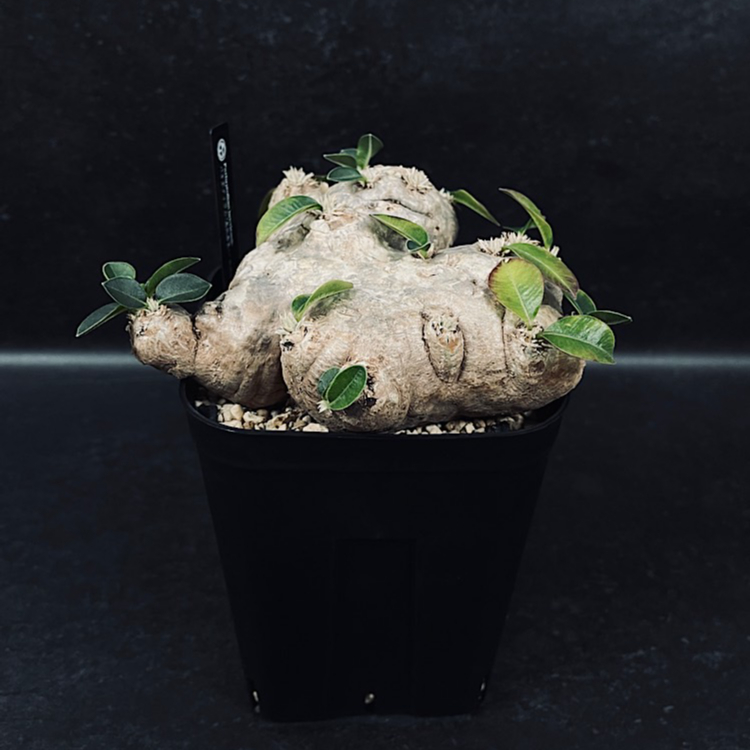 パキポディウム・ブレビカウレ(恵比寿笑い)・大型美株[塊根植物・現地