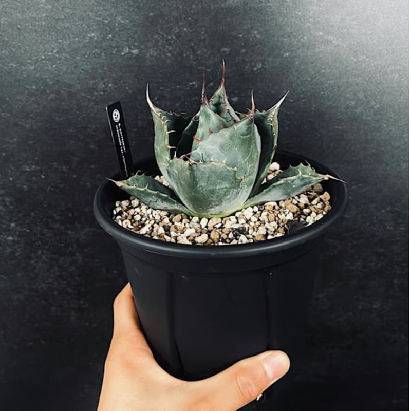 アガベ ハイブリッド パラサナ×エボリスピナ 輸入球「Agave