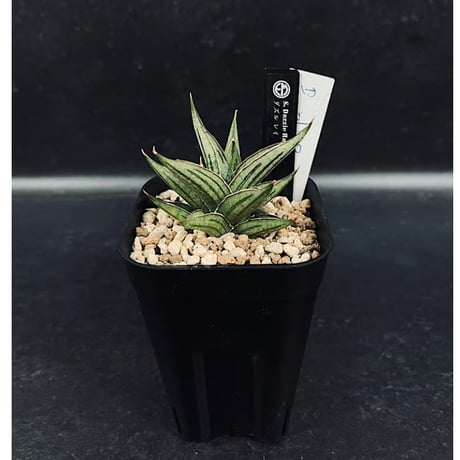 CATEGORY サンセベリア | EM Plants Online Store