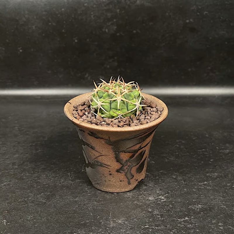 ギムノカリキウム フェロシオール 応天門 実生 + 萬古焼 植木鉢 金彩