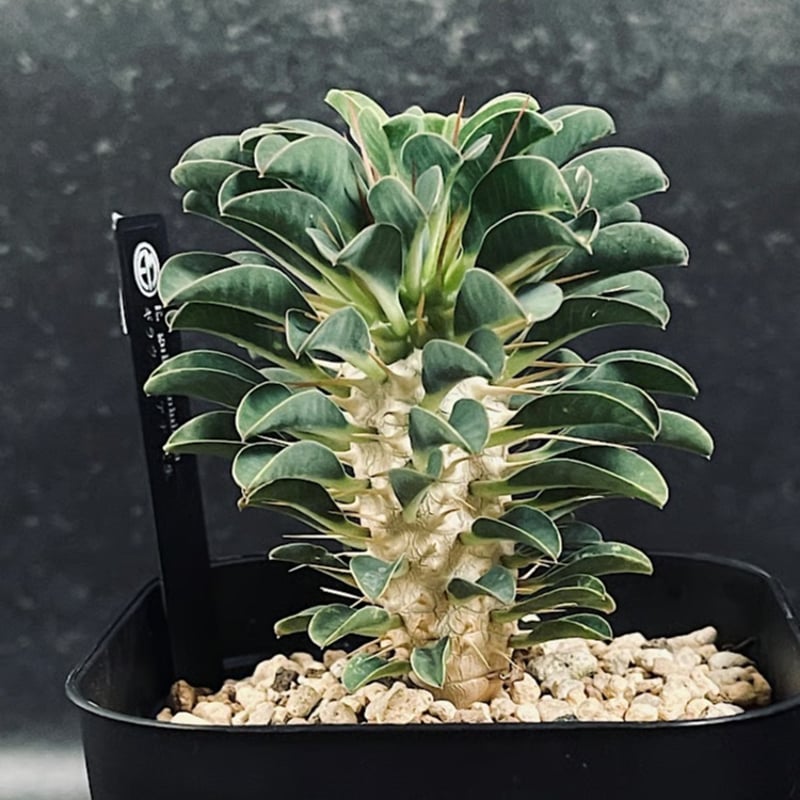 ユーフォルビア ギラウミニアナ 実生 ギラウミニアナ、実生3か月半。 ハイポ微粉腰水+LED(Brim パネル