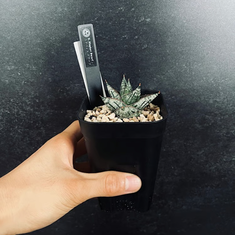 サンセベリア ニアパット ドワーフ 「Sansevieria Niaphat dwarf」 S
