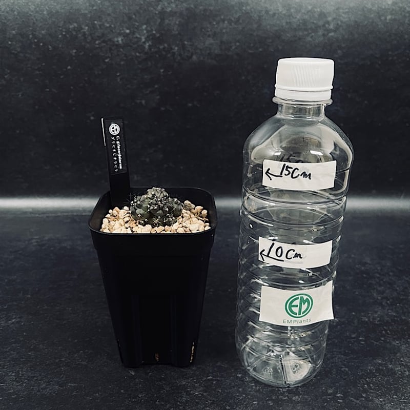 コピアポア グリセオビオラセラ 実生 群生 「Copiapoa