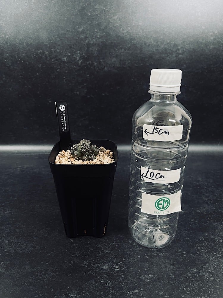 コピアポア グリセオビオラセラ 実生 群生 「Copiapoa griseoviolacea」