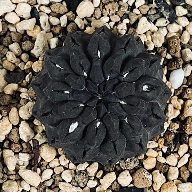 エリオシケ オクルタ 無棘 実生「Eriosyce occulta」CT175-1 | EM