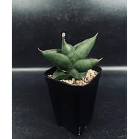 EMP サンセベリア Niaphat dwarf / SA399 EMP サンセベリア Niaphat