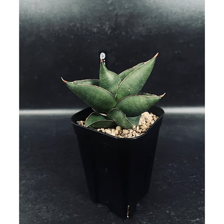 EMP サンセベリア MOMO モモ / SA347 CATEGORY サンセベリア | EM Plants Online Store