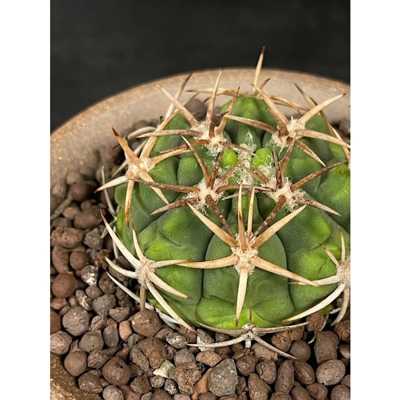 ギムノカリキウム　フェロシオール　D.I.P鉢付き ギムノカリキウム フェロシオール 応天門 実生 + 萬古焼 植木鉢 金彩