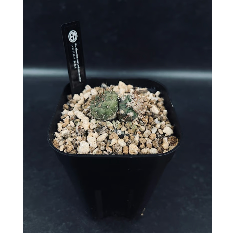 た*ん様 2 発根済み 孤竜丸 コピアポア シネレア コルムナアルバ copia コピアポア コルムナアルバ 孤竜丸 二頭「Copiapoa cinerea var.colum