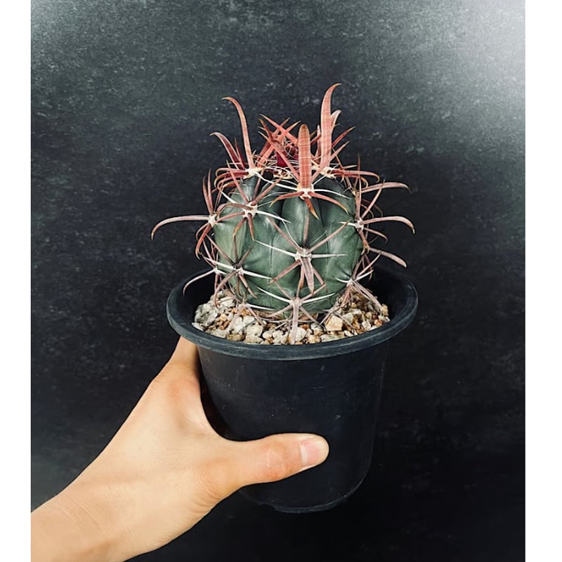 フェロカクタス 神仙玉 南方形 実生 「Ferocactus gracilis subsp.