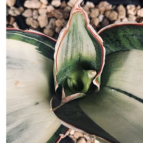 サンセベリア ES829 白斑 「Sansevieria ES829 White var.」  SA355