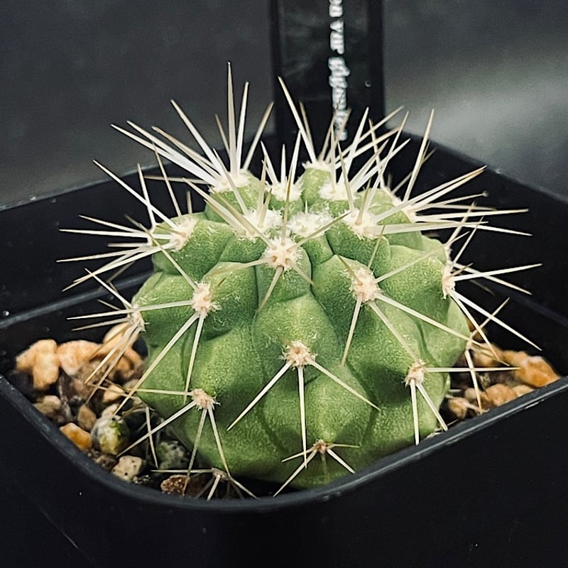 コピアポア ギガンティア 実生「Copiapoa haseltoniana var. giga