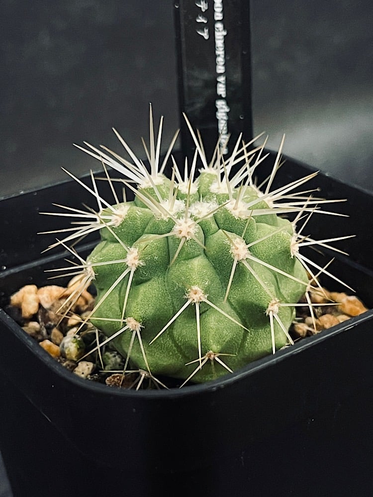 コピアポア ギガンティア 実生「Copiapoa haseltoniana var. giga