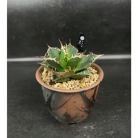 フェロカクタス 神仙玉 南方形 実生 「Ferocactus gracilis subsp.