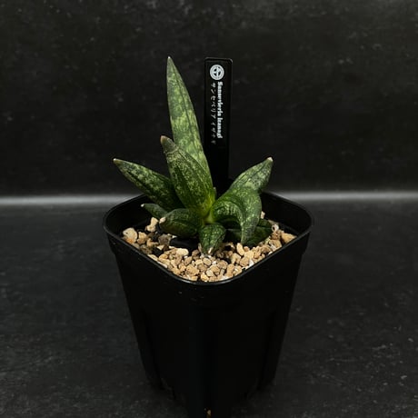 CATEGORY サンセベリア | EM Plants Online Store
