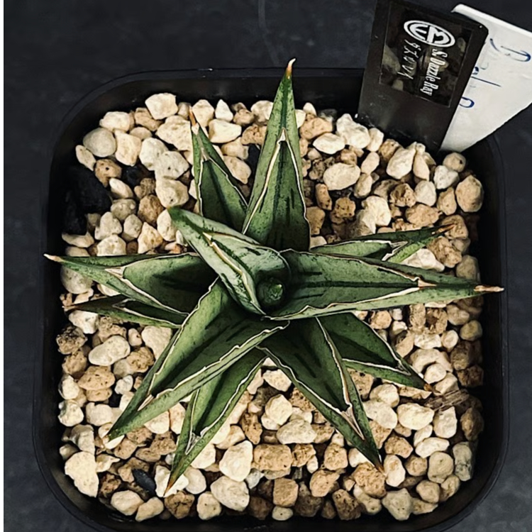 サンセベリア ダズル レイ 「Sansevieria Dazzle Ray」 SA387 |