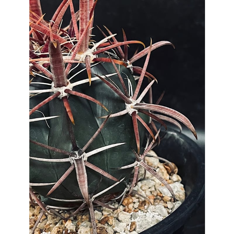 フェロカクタス 神仙玉 南方形 実生 「Ferocactus gracilis subsp.