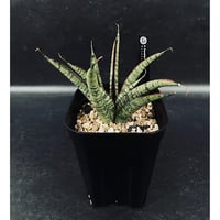 EMP サンセベリア Niaphat dwarf / SA397 EMP サンセベリア ニアパット ドワーフ / 小型種 SA397 - メルカリ