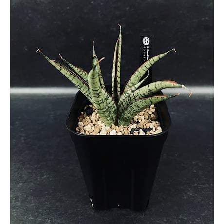 CATEGORY サンセベリア | EM Plants Online Store