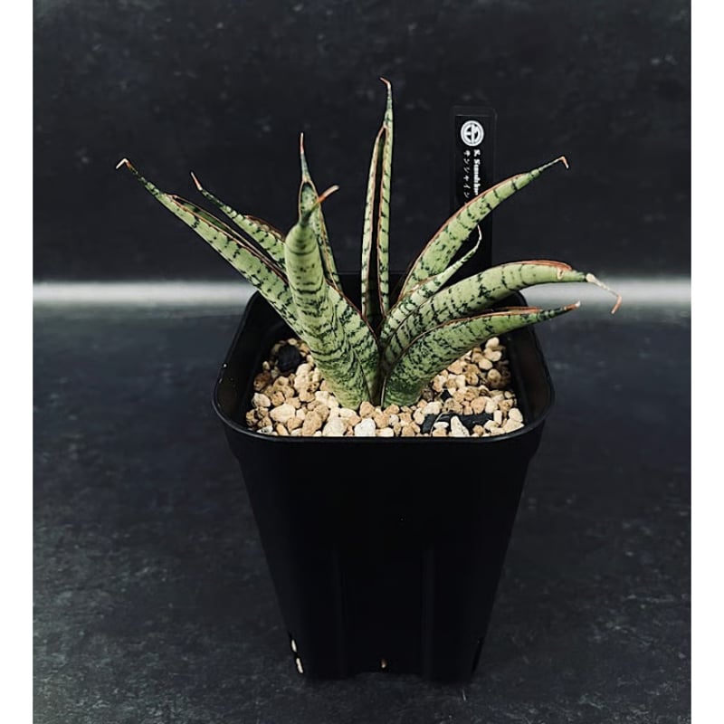 サンセベリア サンシャインエンジェル「Sansevieria Sunshine