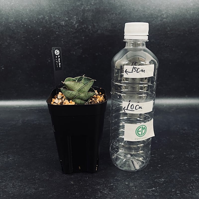 サンセベリア サン ディー 「Sansevieria San Dee」SA320 | EM P