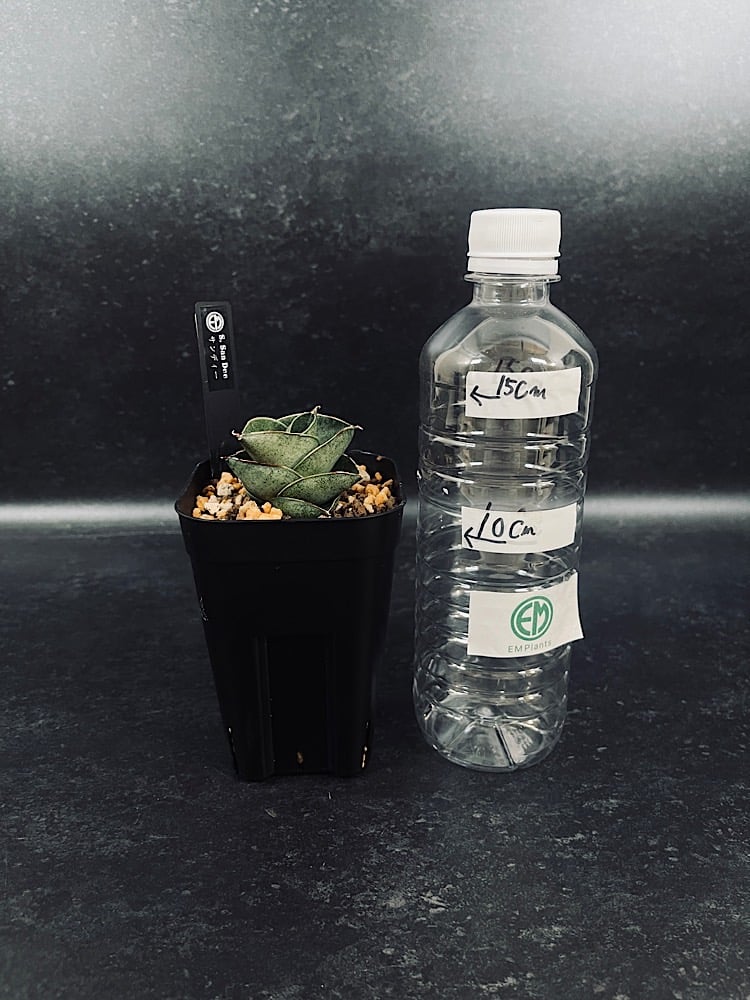 サンセベリア サン ディー 「Sansevieria San Dee」SA320 | EM P