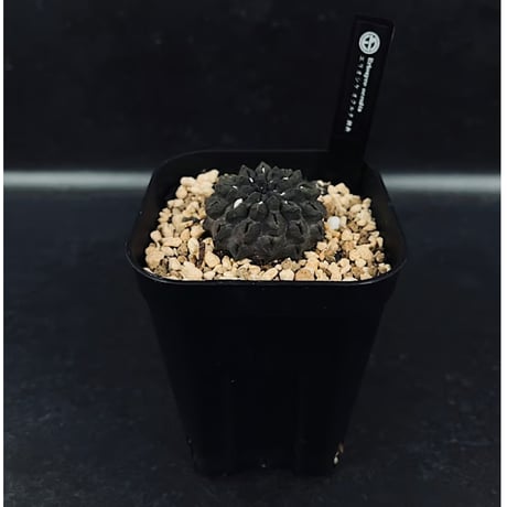 激レア)エリオシケ　パウシコスタータス CH2904 3苗セット 激レア)エリオシケ パウシコスタータス CH2904 3苗セット エリオシケ