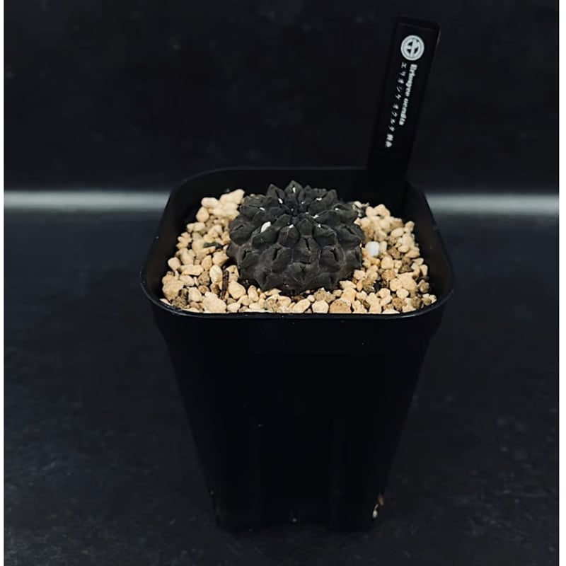 エリオシケ オクルタ 無棘 実生「Eriosyce occulta」CT175-1 | EM