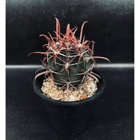 サンセベリア モモ 「Sansevieria Momo」 SA346 | EM Plants