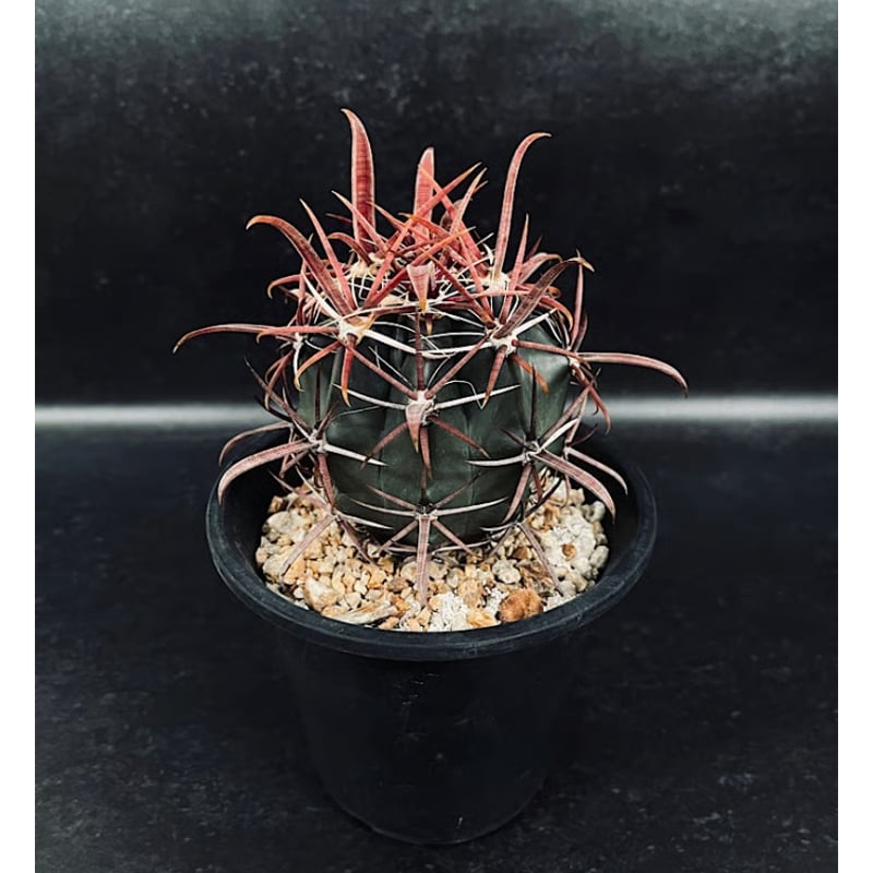 サボテン　美株　フェロカクタス　強赤棘　神仙玉 フェロカクタス 神仙玉 南方形 実生 「Ferocactus gracilis subsp.