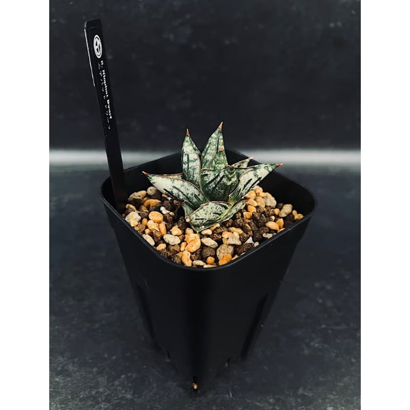 EMP サンセベリア Niaphat dwarf / SA397 サンセベリア ニアパット ドワーフ「Sansevieria Niaphat dwarf